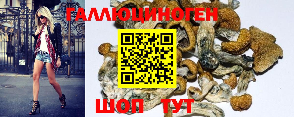 Псилоцибиновые грибы Psilocybe Вологда